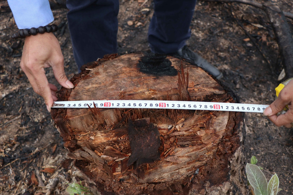 Đường kính gốc của một cây gỗ trên cánh rừng tái sinh có diện tích gần 1ha bị dân đốn hạ. (Ảnh: Xuân Tiến/TTXVN)