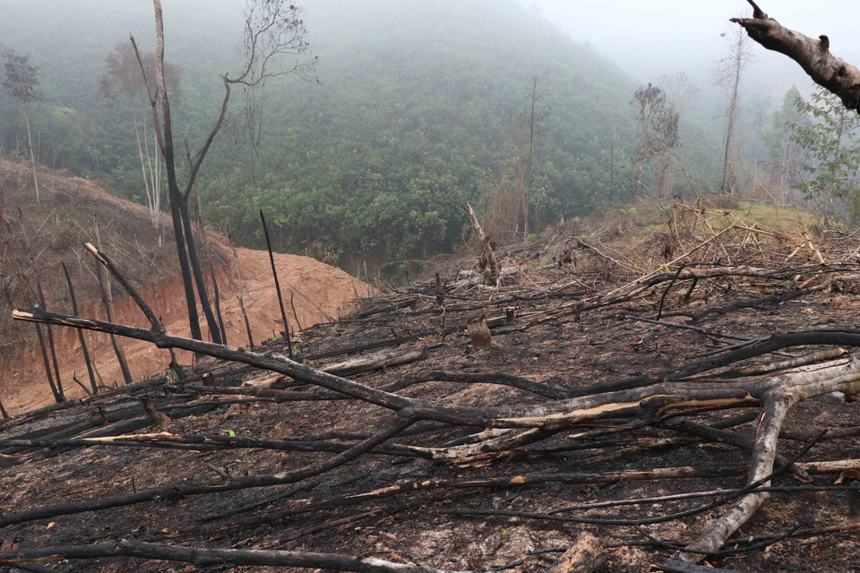 Đây là khu vực rừng ở vị trí đầu nguồn có chức năng giữ và cung cấp nguồn nước cho Nhà máy nước có công suất hơn 1.000m3/ngày đêm của huyện Nậm Pồ. (Ảnh: Xuân Tiến/TTXVN)