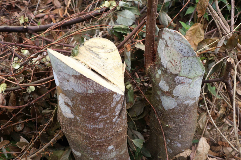 Vết cưa sắc lẹm tại một gốc thân cây gỗ bị triệt hạ gần đây. (Ảnh: Xuân Tiến/TTXVN)