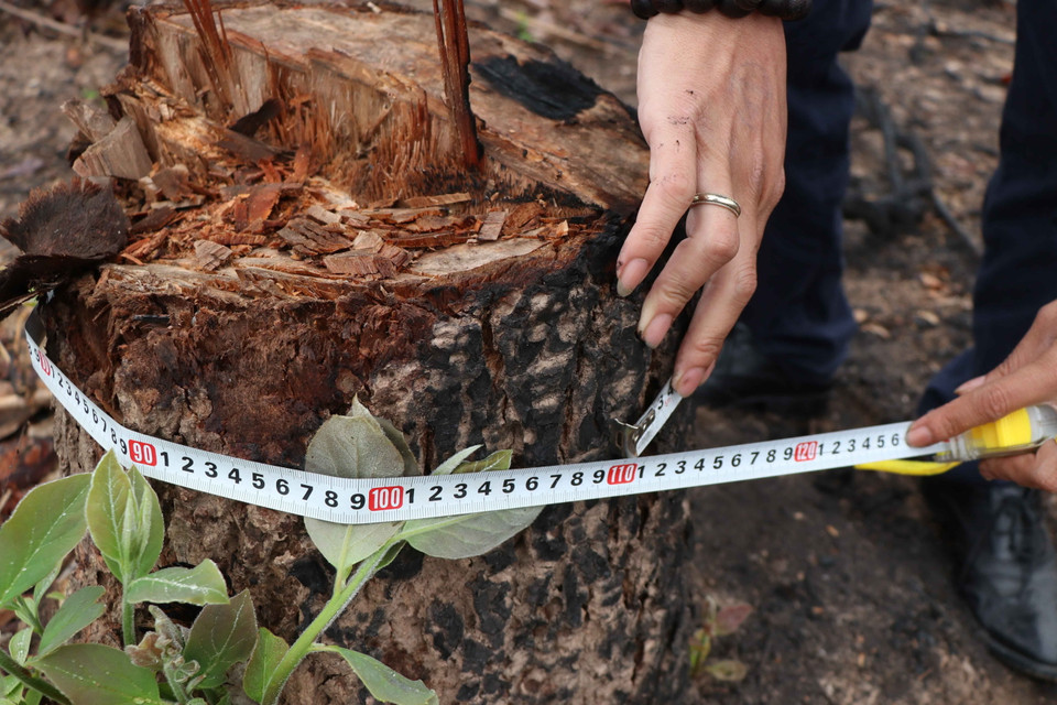 Chu vi vành thân của một gốc thân cây có độ tuổi nhiều năm đã bị triệt hạ. (Ảnh: Xuân Tiến/TTXVN)