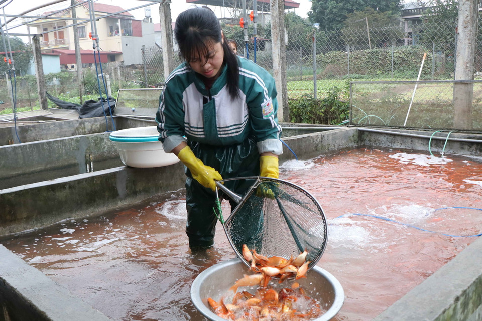 Người dân nuôi cá ở làng Thủy Trầm vui mừng vì năm nay được vựa cá lớn. (Ảnh: Tạ Toàn/TTXVN)