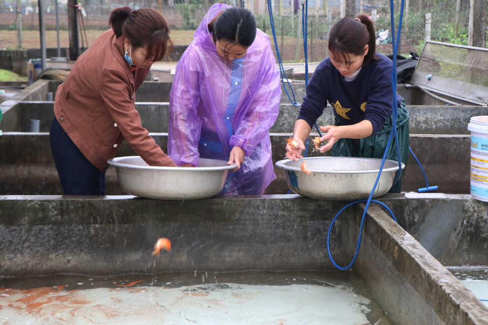 Người dân nuôi cá chọn lọc từng loại cá trước khi đưa vào bể chứa trước khi đưa ra thị trường các tỉnh. (Ảnh: Tạ Toàn/TTXVN)