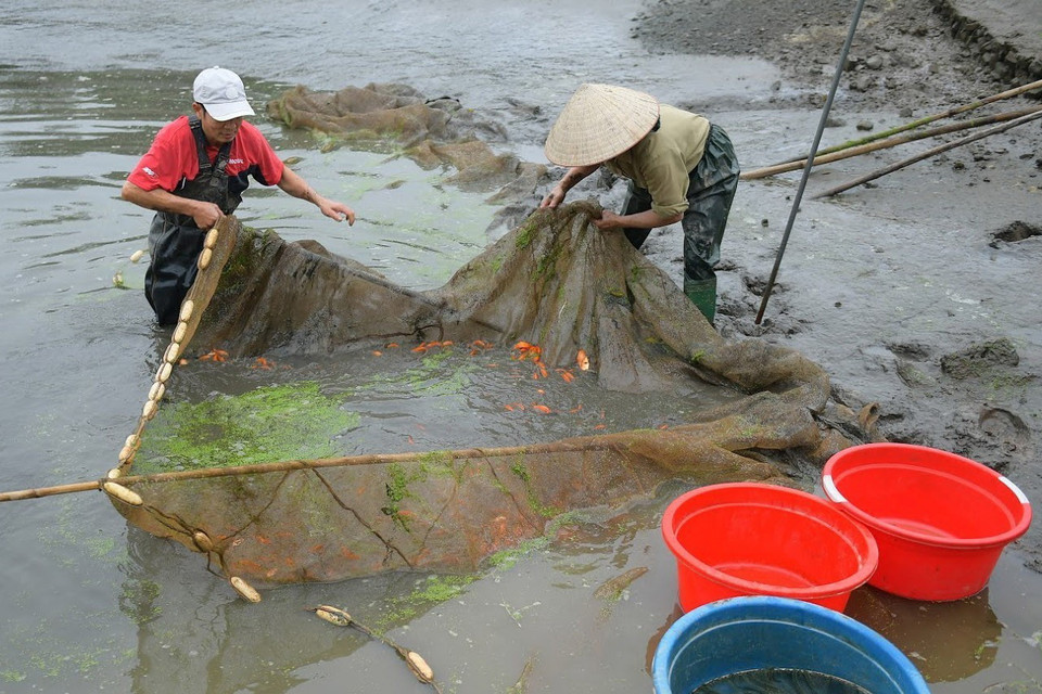 Nghề nuôi cá chép đỏ làng Thủy Trầm, xã Tuy Lộc góp phần đem lại hiệu quả kinh tế cao cho các hộ nuôi. (Ảnh: Tạ Toàn/TTXVN)