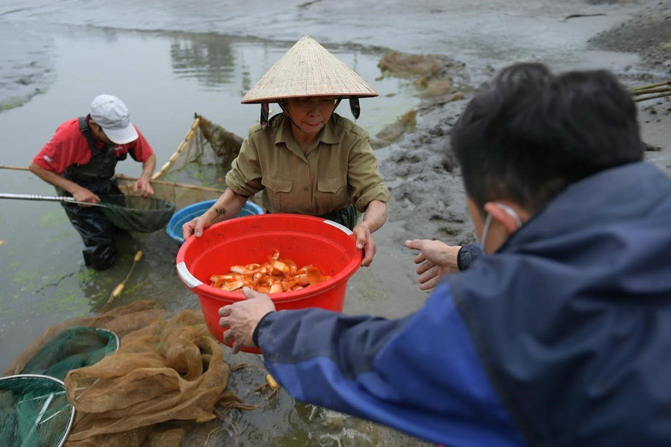 Nghề nuôi cá chép đỏ làng Thủy Trầm (xã Tuy Lộc huyện Cẩm Khê, tỉnh Phú Thọ) góp phần đem lại hiệu quả kinh tế cao cho các hộ nuôi. (Ảnh: Tạ Toàn/TTXVN)