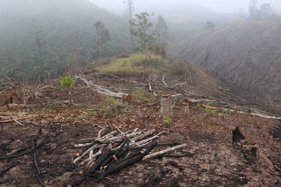 Gần 1ha rừng tái sinh giáp ranh giữa trên địa bàn bản bản Huổi Sang (xã Nà Hỳ) và bản Nậm Ngà (xã Nậm Chua) bị người dân ''khai tử''. (Ảnh: Xuân Tiến/TTXVN)