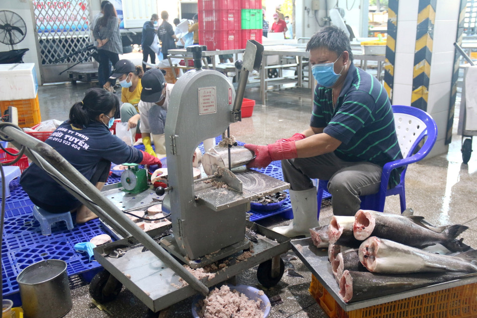 Người dân Bình Thuận chuẩn bị cá bóp tươi để hỗ trợ Thành phố Hồ Chí Minh và Bình Dương. (Ảnh: Nguyễn Thanh/TTXVN)