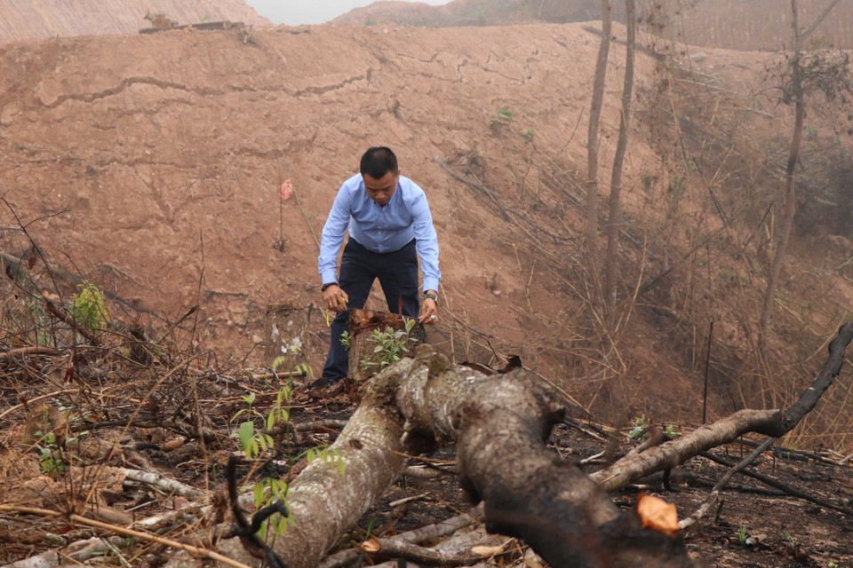 Đại diện Hạt kiểm lâm huyện Nậm Pồ cho rằng, khu vực có diện tích gần 1ha rừng có độ tuổi nhiều năm này bị chặt phá không nằm trong quy hoạch 3 loại rừng nên không thể xử lý được. (Ảnh: Xuân Tiến/TTXVN)