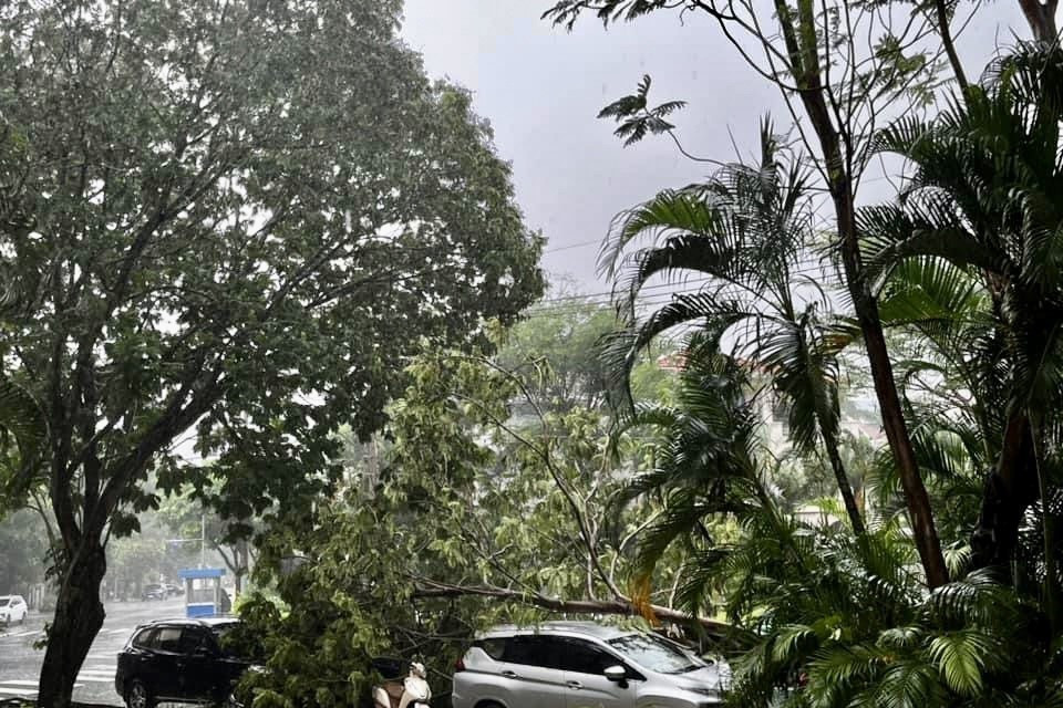 Giông lốc khiến cây ngã đổ tại khu đô thị Phú Mỹ Hưng (quận 7) nhưng không gây thương vong về người. (Ảnh: Hồng Giang/TTXVN)