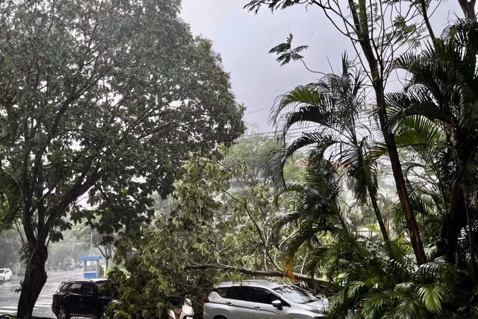 Giông lốc khiến cây ngã đổ tại khu đô thị Phú Mỹ Hưng (quận 7) nhưng không gây thương vong về người. (Ảnh: Hồng Giang/TTXVN)
