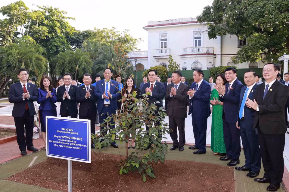 Chủ tịch Quốc hội Vương Đình Huệ trồng cây lưu niệm tại Đại sứ quán Việt Nam tại Cuba. (Ảnh: Doãn Tấn/TTXVN)