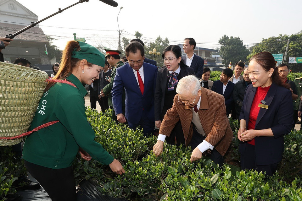 Tổng Bí thư Nguyễn Phú Trọng thăm vườn chè của Hợp tác xã Hảo Đạt, thành phố Thái Nguyên. (Ảnh: Trí Dũng/TTXVN)