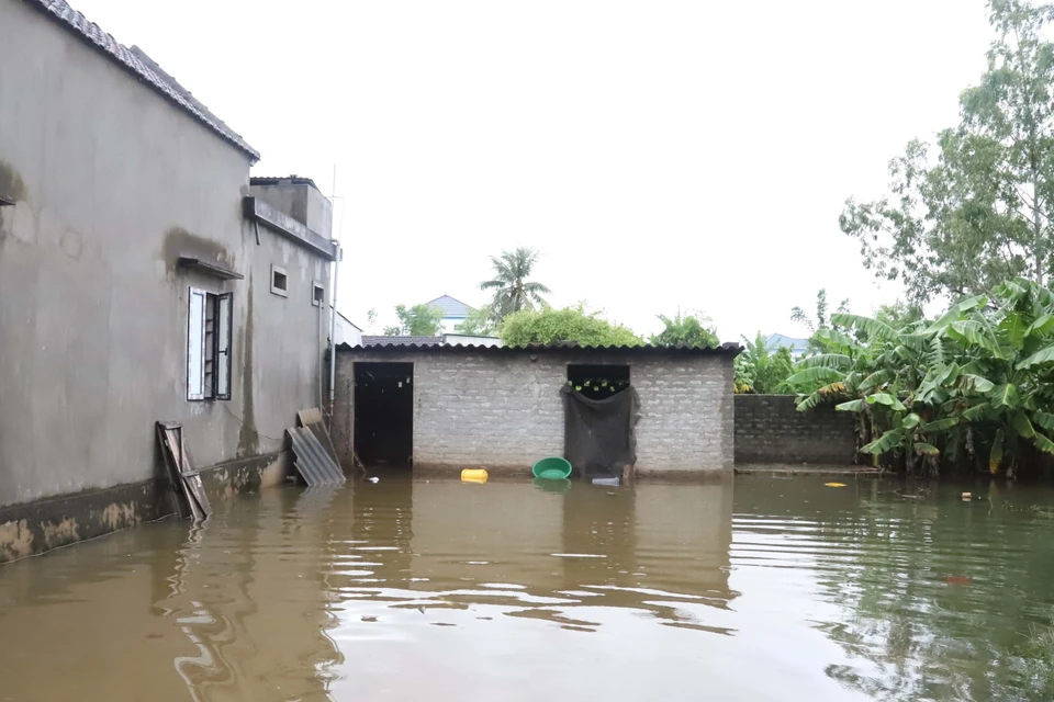 Khu vực chăn nuôi gia súc, gia cầm của người dân Diễn Châu (Nghệ An) bị ngập lụt nặng, phải chuyển vật nuôi đi nơi khác. (Ảnh: Xuân Tiến/TTXVN)