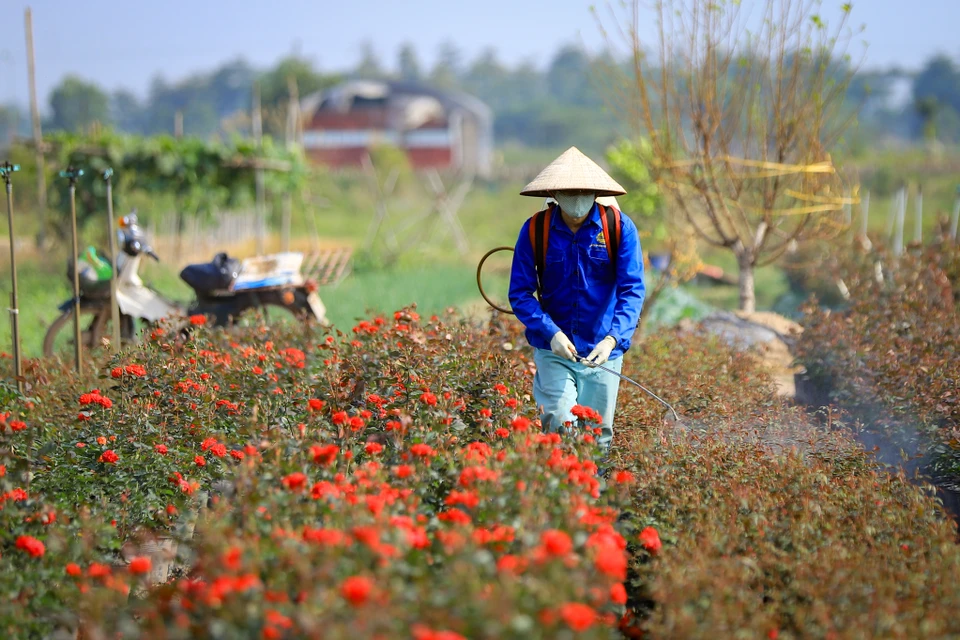 Để bảo đảm cung ứng phục vụ người dân chơi hoa dịp Tết, hiện nay các nhà vườn ở Mê Linh (Hà Nội) đều đã vào giai đoạn cuối cùng, chăm sóc cho hoa vào độ đẹp nhất đúng dịp Tết. (Ảnh: Hoài Nam/Vietnam+)