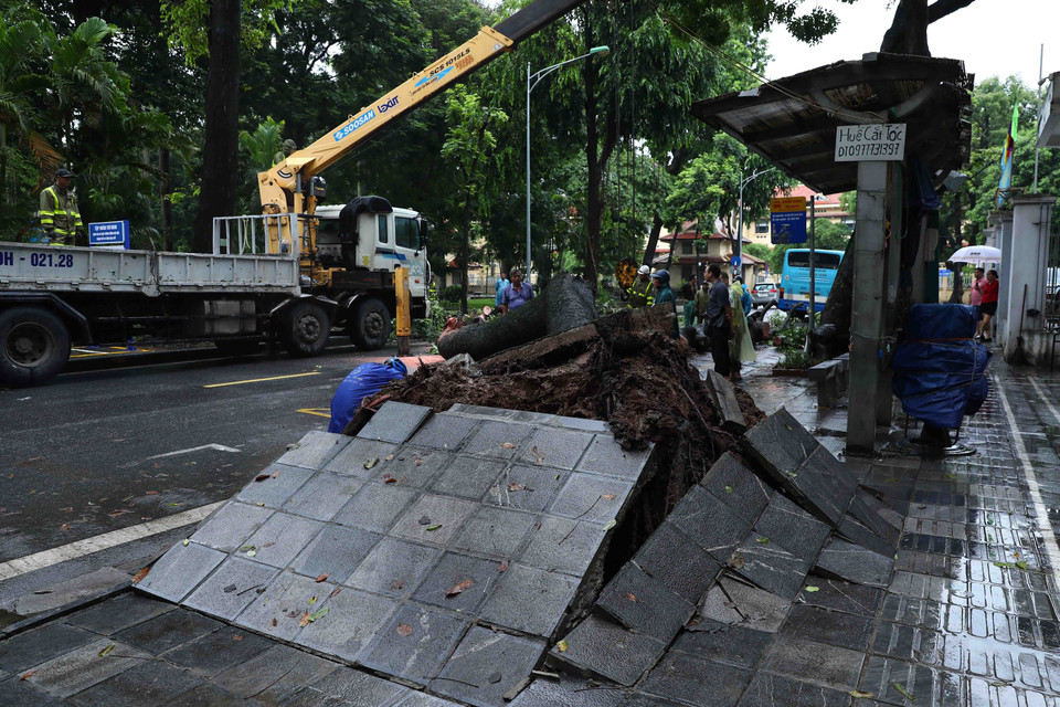 Hiện trường cây xanh bật gốc đổ vào xe buýt tại phố Tăng Bạt Hổ, phường Phạm Đình Hồ, quận Hai Bà Trưng, Hà Nội. (Ảnh: Phạm Kiên/TTXVN)