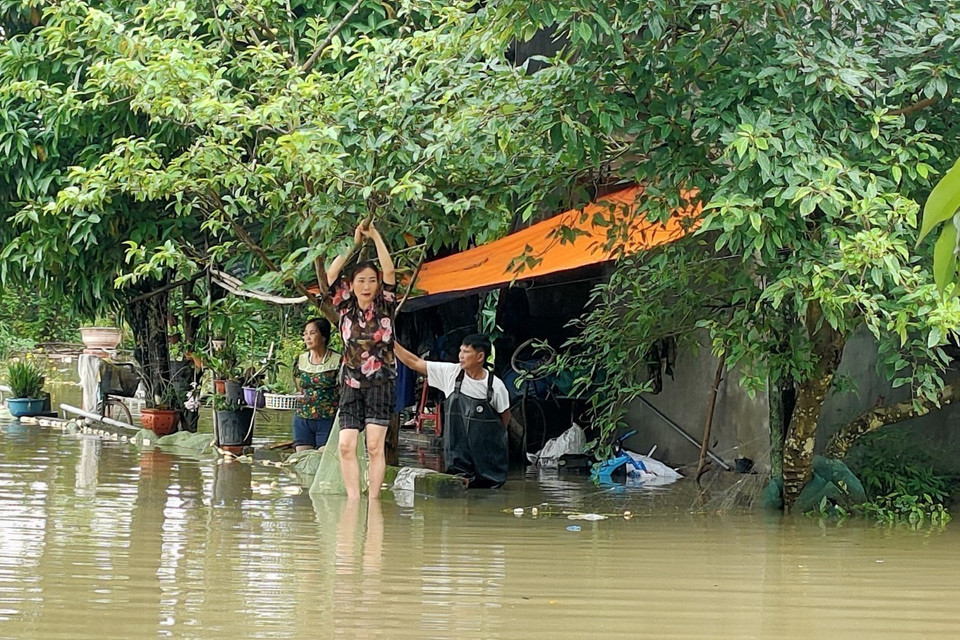 Ngoài ra, các diện tích lúa đã đến kỳ thu hoạch cũng bị ảnh hưởng của ngập lụt.. (Ảnh: TTXVN phát)