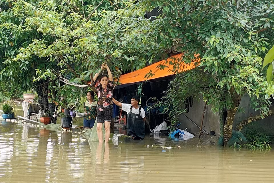 Ngoài ra, các diện tích lúa đã đến kỳ thu hoạch cũng bị ảnh hưởng của ngập lụt.. (Ảnh: TTXVN phát)