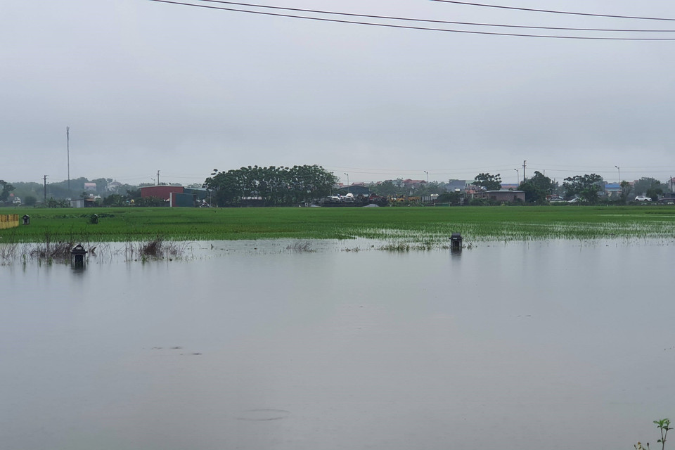 Vĩnh Phúc: Lũ lớn tiếp tục dồn về, hàng ngàn ha lúa mới trổ bông và chuẩn bị gặt bị ngập nặng. (Ảnh: Nguyễn Trọng Lịch/TTXVN)