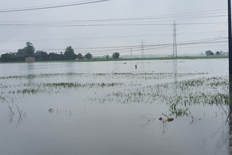  Các diện tích lúa mới trổ bông và chuẩn bị gặt ở huyện Yên Lạc bị ngập nặng.(Ảnh: Nguyễn Trọng Lịch/TTXVN)