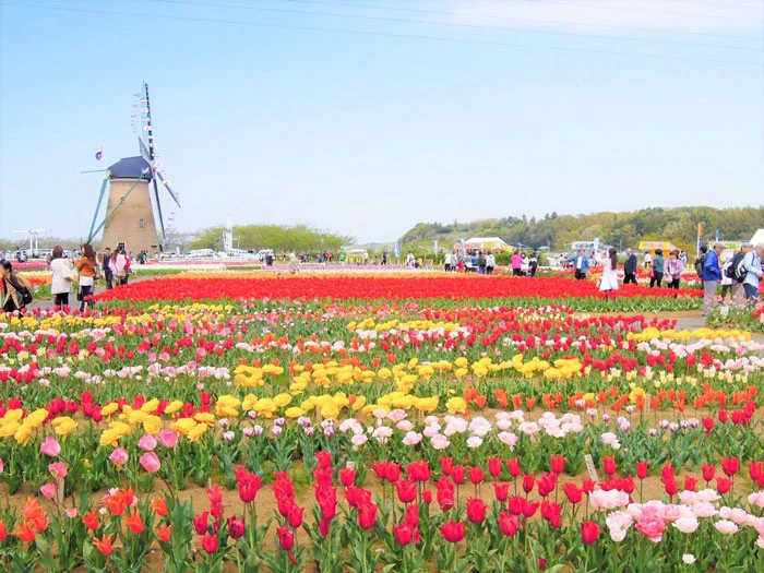 Sakura Tulip Festa là lễ hội hoa tulip được tổ chức hàng năm tại Chiba, Nhật Bản. Hàng trăm nghìn bông hoa tulip nở rực rỡ trên cánh đồng, với những chiếc cối xay gió luôn thu hút đông đảo khách đến thăm, chụp ảnh. (Nguồn: Boredpanda)