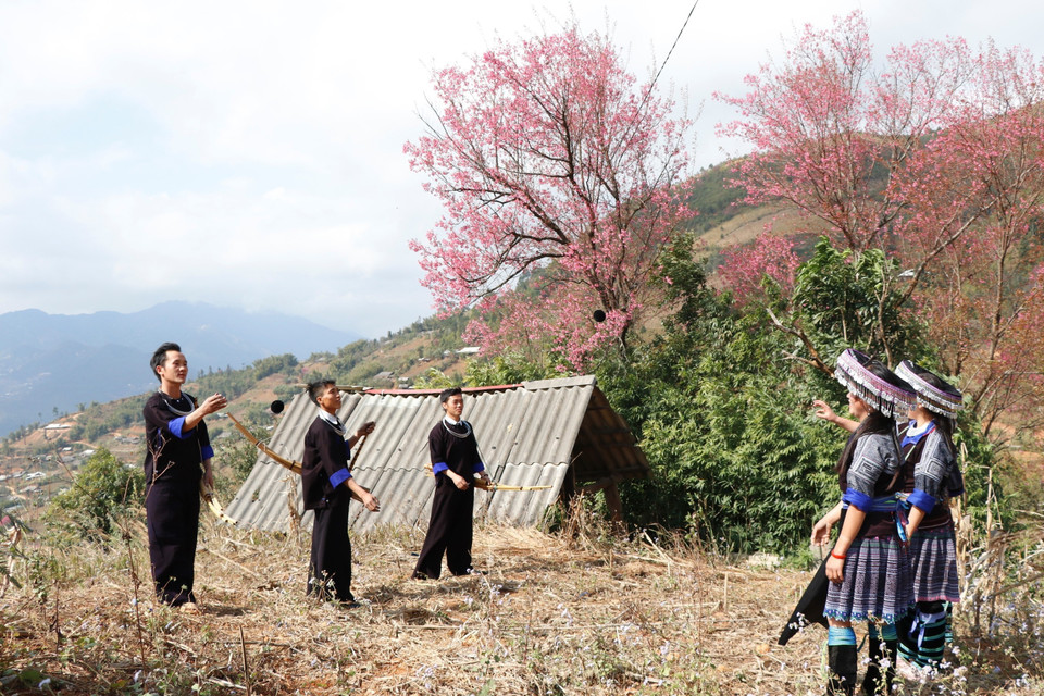 Nam thanh, nữ tú người Mông xã La Pán Tẩn cùng nhau chơi trò chơi ném còn dưới gốc hoa Tớ Dày. (Ảnh: Tuấn Anh/ TTXVN)