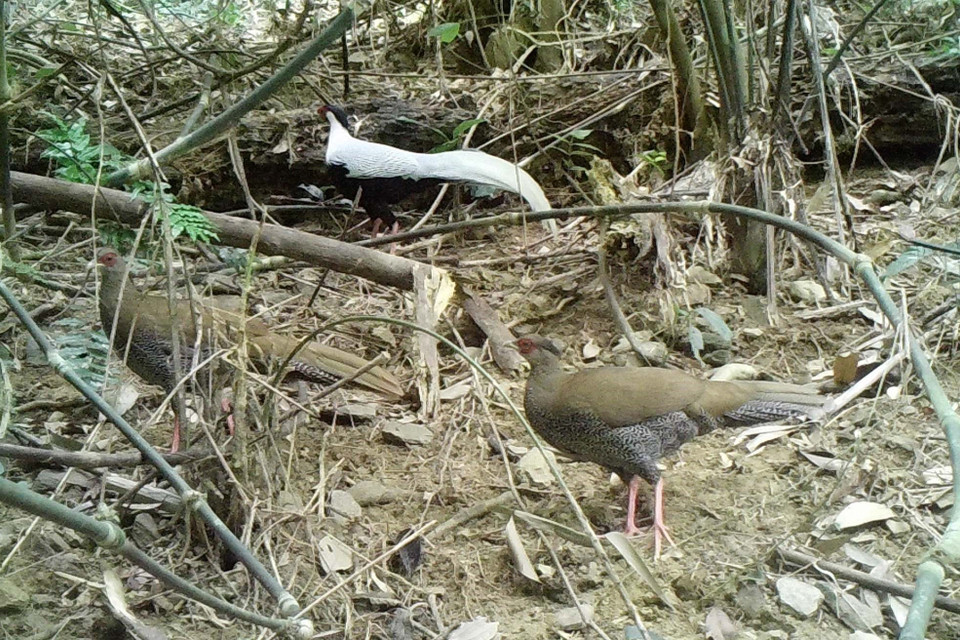 Phát hiện các loài gà quý hiếm tại Khu bảo tồn thiên nhiên Pù Hu. (Ảnh: Nguyễn Nam/TTXVN)