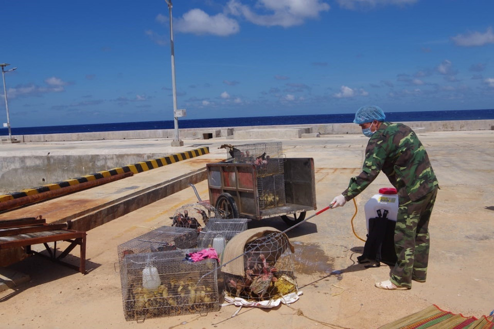 Lực lượng quân y tiến hành phun khử khuẩn đối với gia cầm sống ngay tại bến cầu cảng trước khi đưa vào đảo Trường Sa. (Nguồn: TTXVN phát)