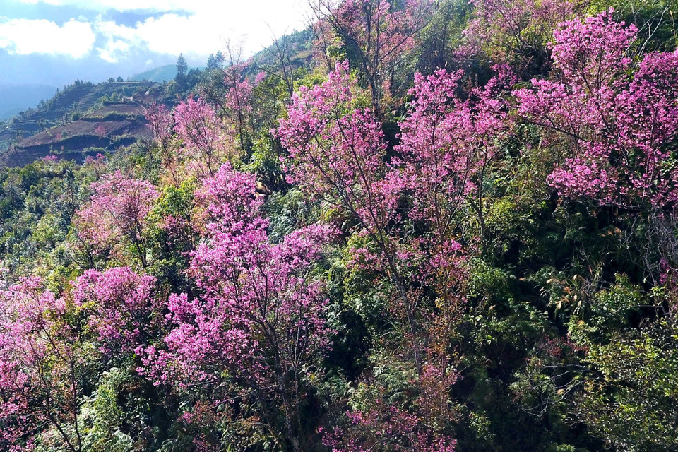 Hoa Tớ Dày thuộc loại cây thân gỗ, chỉ mọc và nở hoa ở độ cao trên 1.000 mét so với mực nước biển. (Ảnh: Tuấn Anh/ TTXVN)