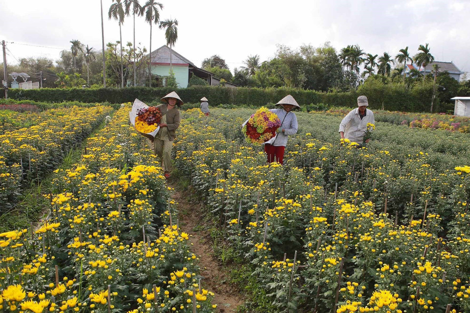 Làng hoa Phú Mậu, huyện Phú Vang, tỉnh Thừa Thiên-Huế trồng nhiều loại hoa phục vụ thị trường Tết. (Ảnh: Hồ Cầu/TTXVN)