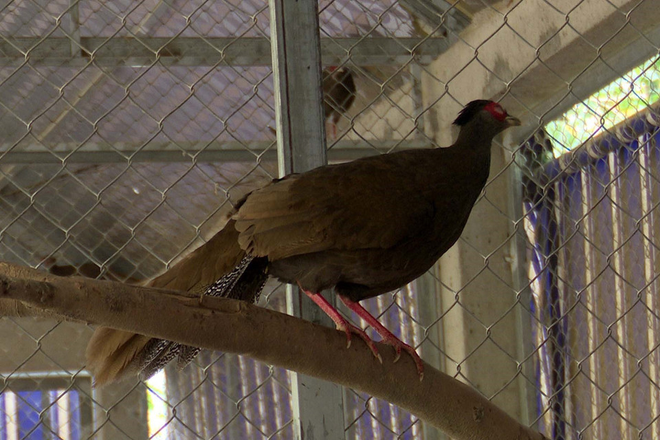 Các loài gà được nuôi thử nghiệm tại chuồng nuôi của Khu bảo tồn thiên nhiên Pù Hu. (Ảnh: Nguyễn Nam/TTXVN)