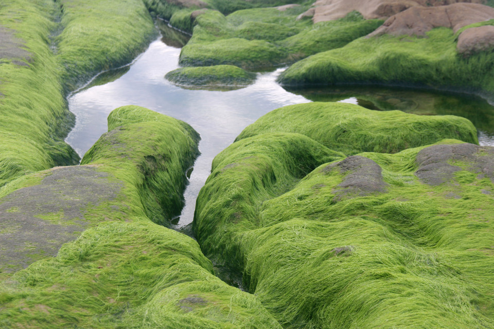 Bãi rêu Cổ Thạch nổi tiếng với những cảnh quan đặc sắc, mọc một cách tự nhiên, không do bất cứ bàn tay nào của con người tạo nên. (Ảnh: Nguyễn Thanh/TTXVN)