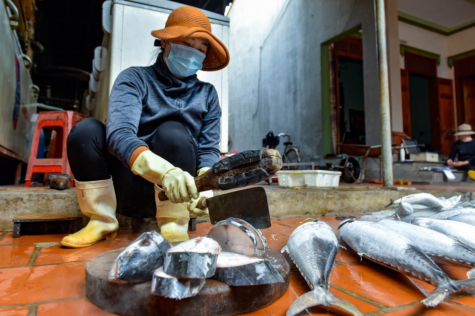 Cá sau khi giã đông tự nhiên sẽ rửa sạch và xẻ thành lát để chuẩn bị đưa lên giàn nướng. (Ảnh: TTXVN phát)