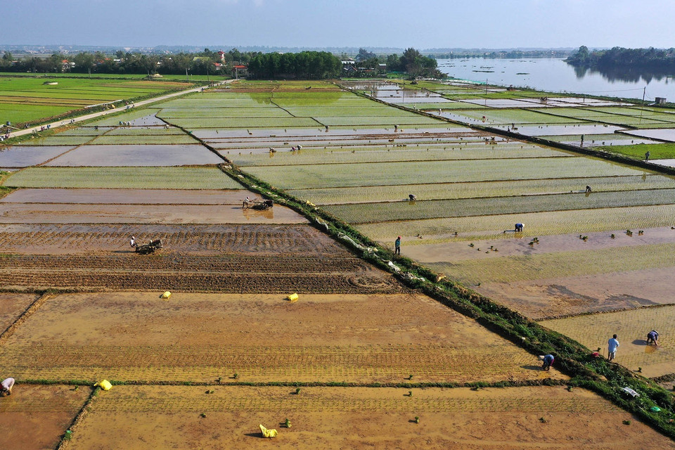 Nông dân Thừa Thiên-Huế gieo cấy lúa vụ Đông Xuân. (Ảnh: Hồ Cầu/TTXVN)