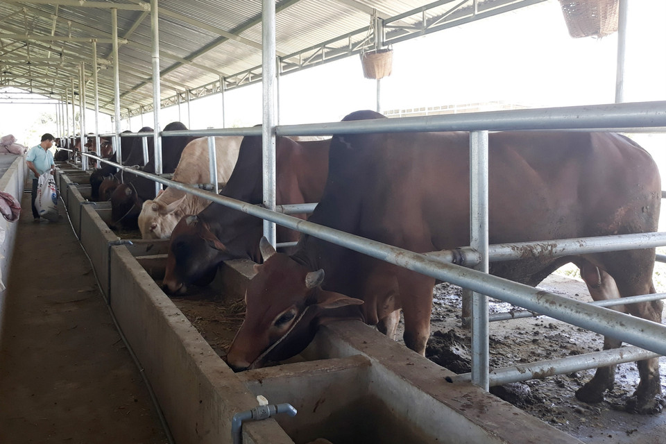 Mô hình nuôi bò vỗ béo là một trong hướng phát triển kinh tế mới đang được nhiều hộ chăn nuôi ở huyện miền núi Ninh Sơn, tỉnh Ninh Thuận áp dụng. (Ảnh: Nguyễn Thành/TTXVN)