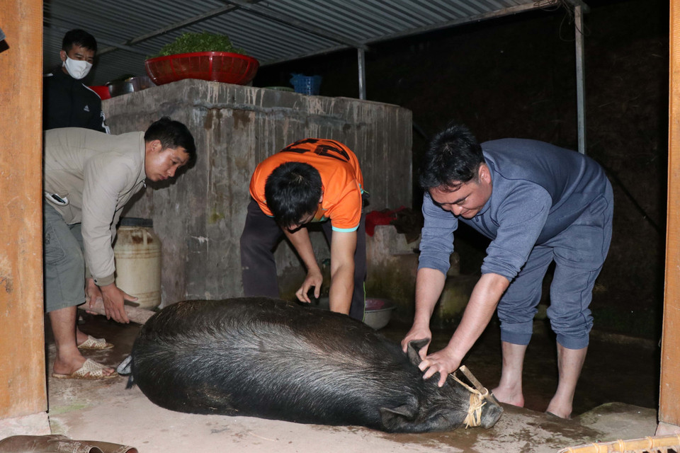 Sau khi kết thúc bữa ăn sáng với món bánh trôi, các gia đình sẽ tiến hành mổ lợn để lấy thịt làm mâm cỗ thực hiện các nghi thức cúng lễ và tạo nguồn thực phẩm dự trữ cho gia đình, chế biến thành các món ăn tiếp đãi khách trong những ngày Tết. (Ảnh: Xuân Tiến/TTXVN)