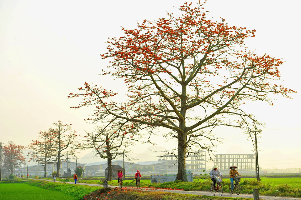 Mùa hoa gạo gắn liền với tháng Ba. Hoa gạo nở là lúc những đợt rét cuối cùng của mùa Đông sắp qua, mùa Hè sắp đến. (Ảnh: Minh Đức/TTXVN)