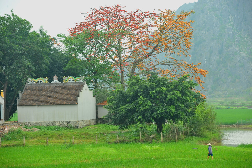 Cây gạo đầu làng, cây gạo bên đình chùa đền miếu trở thành thân quen với người làng quê Việt Nam. (Ảnh: Minh Đức/ TTXVN)