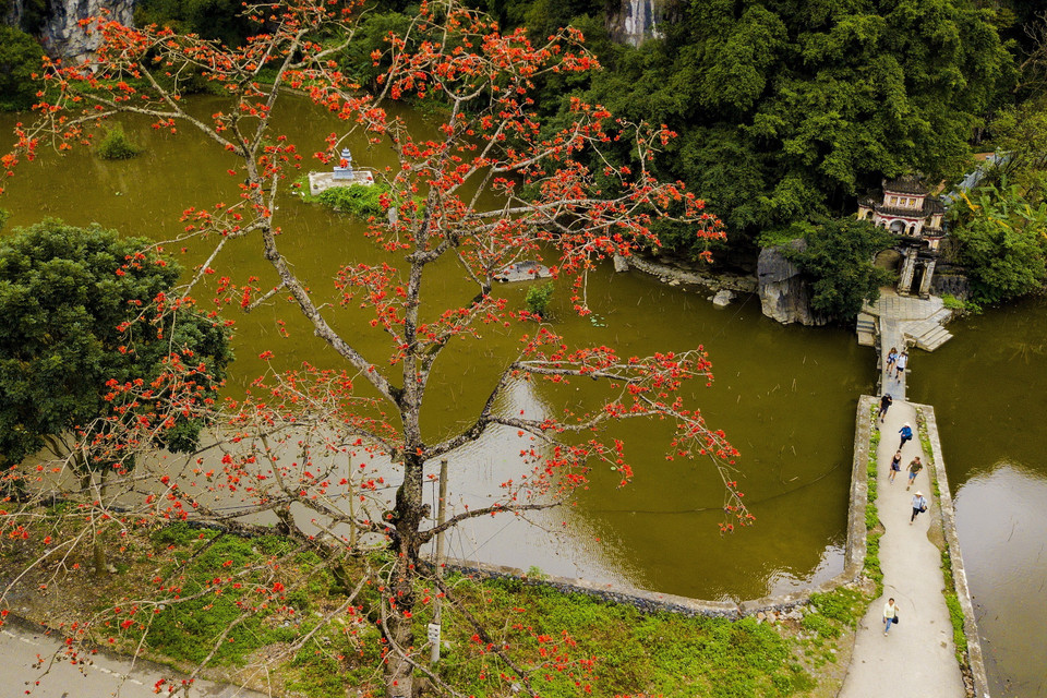 Cây gạo đầu làng, cây gạo bên đình chùa đền miếu trở thành thân quen với người làng quê Việt Nam. (Ảnh: Minh Đức/TTXVN)