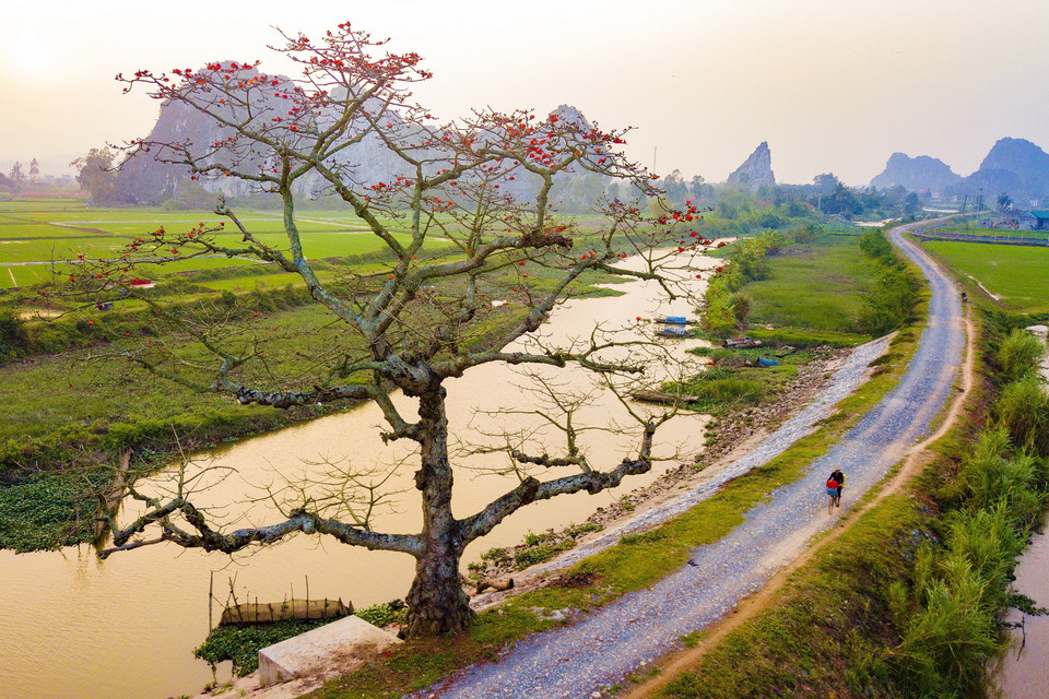 Hoa nở đỏ rực như xua tan đi sự ảm đạm của những ngày cuối mùa Xuân, tạo nên những mảng màu ấn tượng và ấm áp. (Ảnh: Minh Đức/TTXVN)