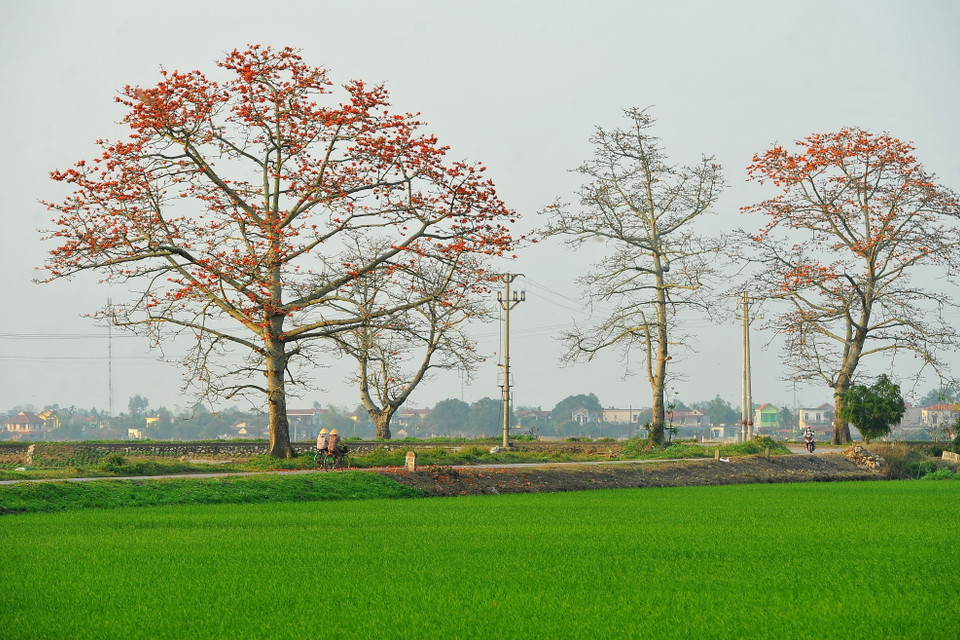 Hoa nở đỏ rực như xua tan đi sự ảm đạm của những ngày cuối mùa Xuân, tạo nên những mảng màu ấn tượng và ấm áp. (Ảnh: Minh Đức/TTXVN)
