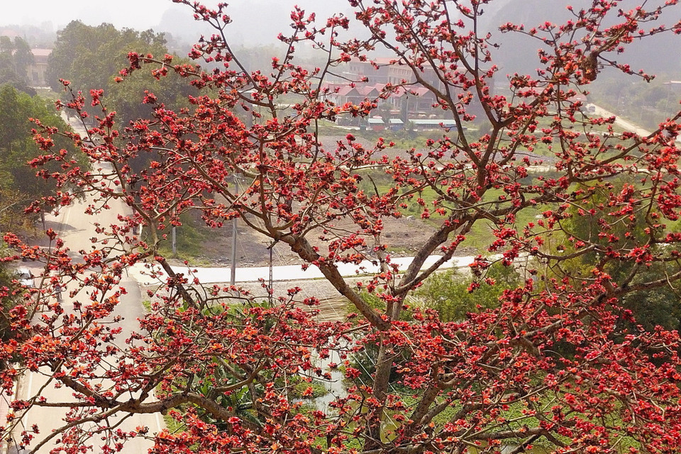 Cây gạo còn có tên gọi khác là mộc miên, hồng miên hay pơ lang, là loài cây ở vùng nhiệt đới với thân cây cao và thẳng, lá rụng vào mùa Đông. (Ảnh: Minh Đức/TTXVN)