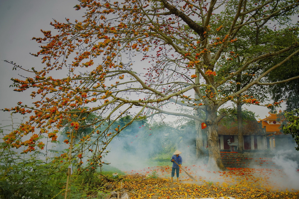 Cây gạo còn có tên gọi khác là mộc miên, hồng miên hay pơ lang, là loài cây ở vùng nhiệt đới với thân cây cao và thẳng, lá rụng vào mùa Đông. (Ảnh: Minh Đức/TTXVN)
