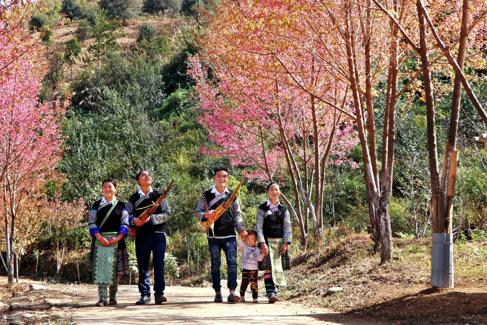 Vào những dịp lễ Tết, những nam thanh nữ tú người Mông lại cùng nhau chơi hội, du Xuân dưới những tán hoa Tớ Dày. (Ảnh: Tuấn Anh/TTXVN)