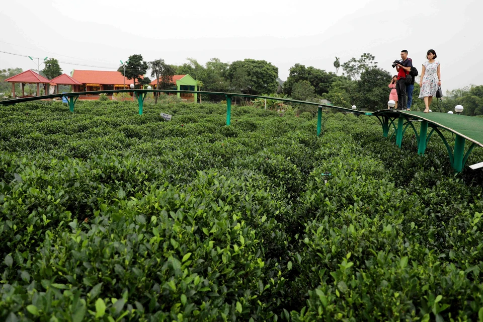 Đến với xã Tân Cương, Thái Nguyên, du khách có thể đi dạo trên cây cầu nổi giữa nương chè xanh biếc, cùng đội nón, đeo gùi đi hái chè cùng người dân bản địa. (Ảnh: Thanh Tùng/TTXVN)