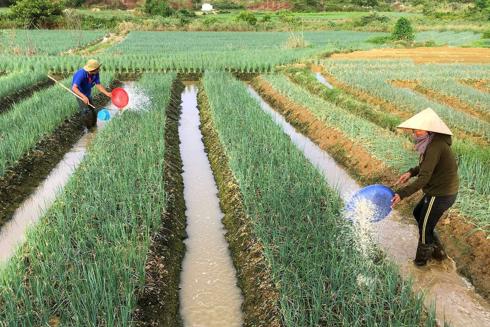 Hành lá được xác định là một trong những cây trồng chủ lực ở Thừa Thiên-Huế, với diện tích hiện có trên 400 ha, được trồng quanh năm, thích hợp trên nhiều loại đất, giá bán và đầu ra ổn định, cho thu nhập trên 300 triệu đồng/ha/năm, giúp cho nhiều hộ nông dân thoát nghèo và làm giàu. (Ảnh: Hồ Cầu/TTXVN)