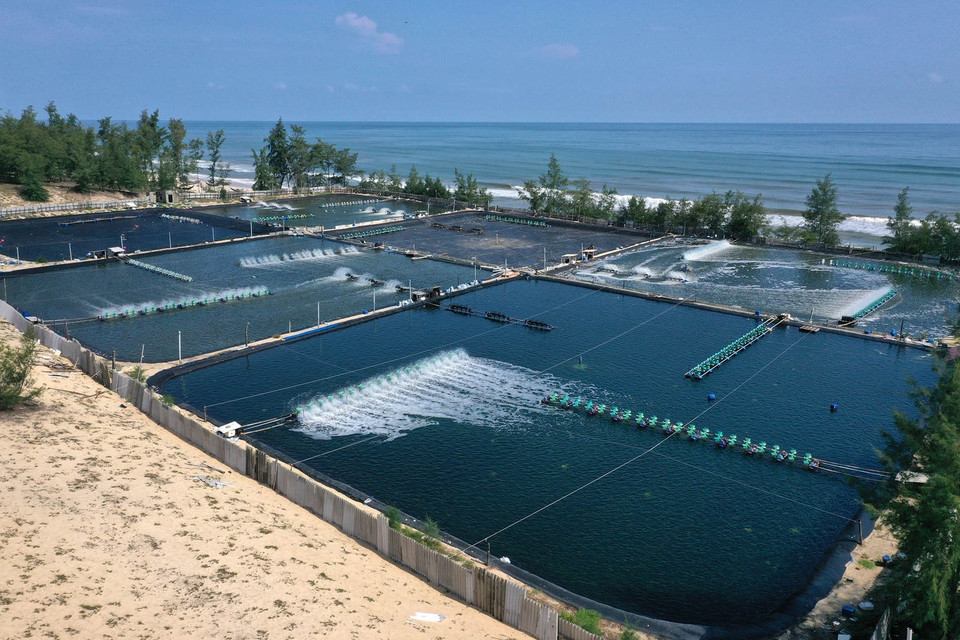 Tỉnh Thừa Thiên-Huế hiện có trên 7.000 ha mặt nước được đưa vào nuôi trồng thủy sản, trong đó diện tích nuôi nước lợ 5.000 ha, còn lại nuôi nước ngọt. Trong ảnh: Nuôi tôm trên cát ở huyện Quảng Điền. (Ảnh: Hồ Cầu/TTXVN)