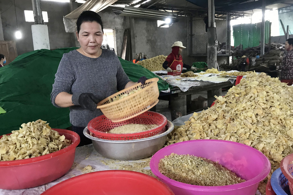 Những mẻ mứt gừng sau khi rang xong được phân loại kĩ càng trước khi đóng gói. (Ảnh: Thanh Thủy/TTXVN)