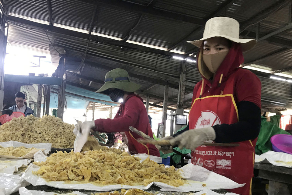 Gừng sau khi đạt đến độ chín sẽ được đảo đều tay đến khi lên phấn trắng. (Ảnh: Thanh Thủy/TTXVN)