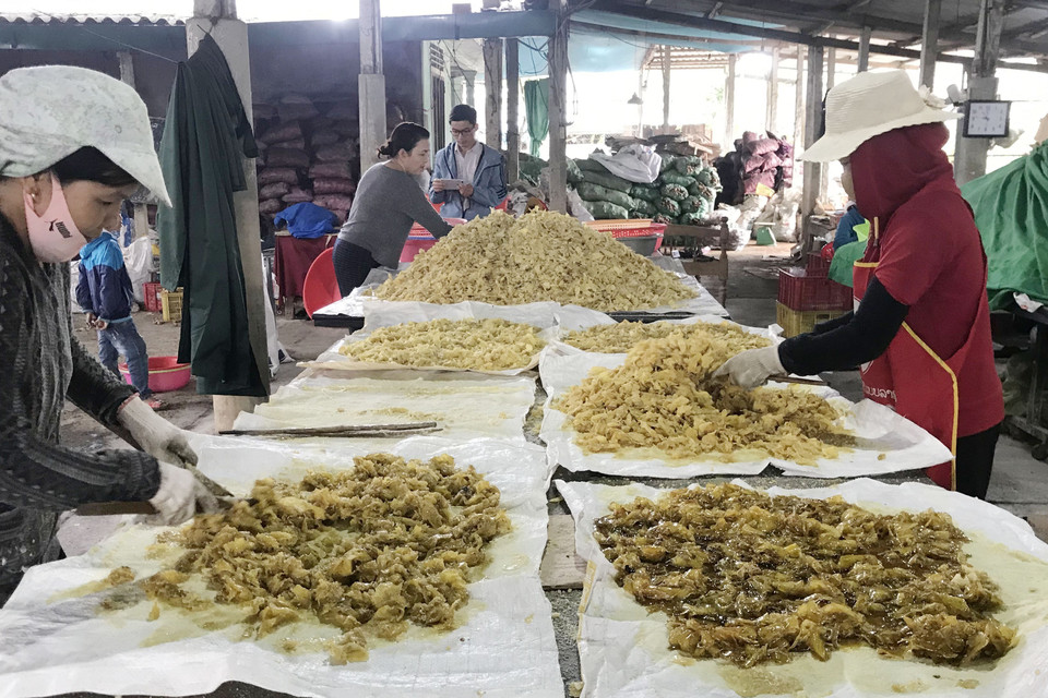 Gừng sau khi đạt đến độ chín sẽ được đảo đều tay đến khi lên phấn trắng. (Ảnh: Thanh Thủy/TTXVN)