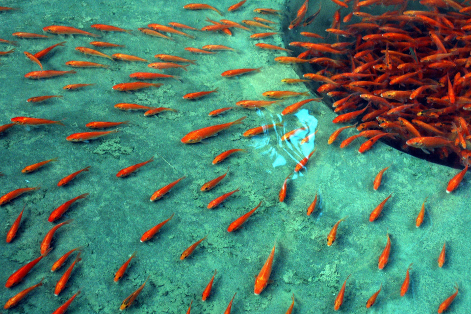 Người dân làng Thủy Trầm, xã Tuy Lộc, huyện Cẩm Khê, Phú Thọ thu hoạch cá chép đỏ để bán vào dịp 23 tháng Chạp. (Ảnh: TTXVN)