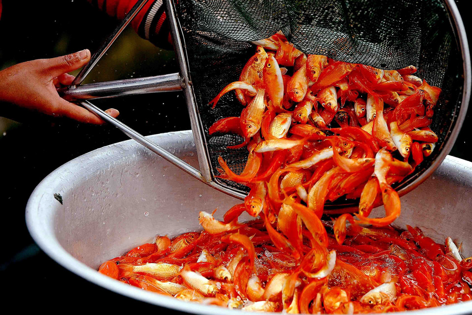 Người dân làng Thủy Trầm, xã Tuy Lộc, huyện Cẩm Khê, Phú Thọ thu hoạch cá chép đỏ để bán vào dịp 23 tháng Chạp. (nh: TTXVN)